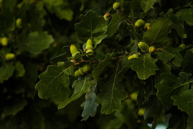 Foto piccole ghiande verdi sul primo piano della quercia