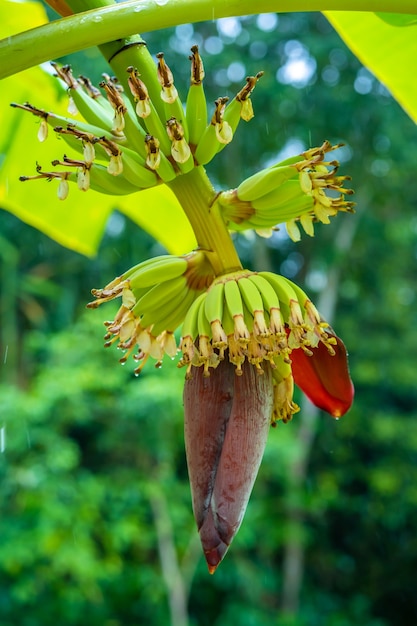 Small green banana fruit on a tree in the jungle.