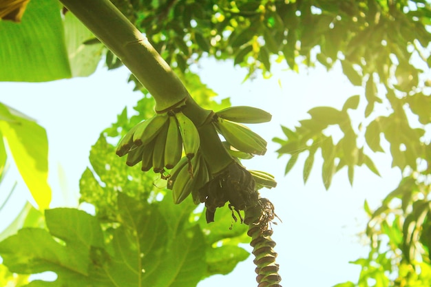 Foto piccole banane verdi sul primo piano del ramo soleggiato