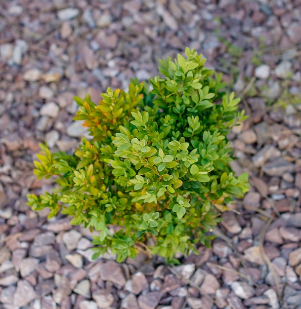 A small green boxwood bush begins to grow in the spring in stones