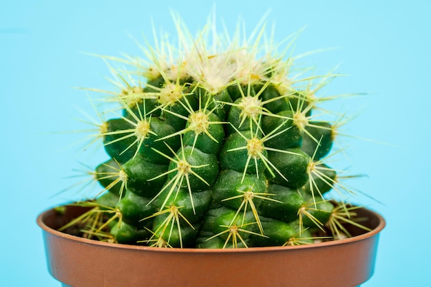 A small green cactus on a blue background Minimalistic composition