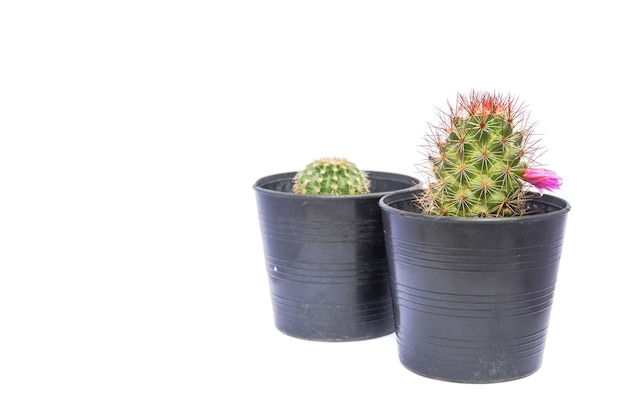 Small green cactus in a flower pot on white background