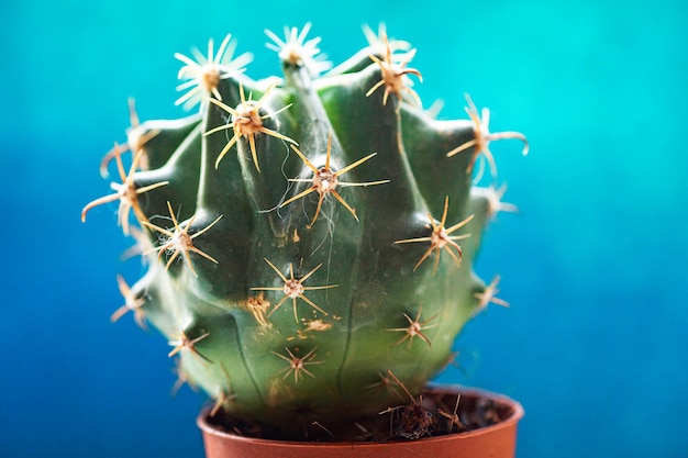 Small green cactus with bent needles on a blue background