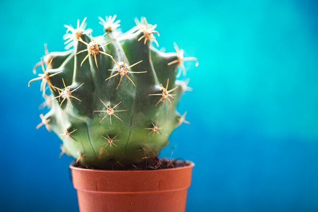 Foto piccolo cactus verde con aghi piegati