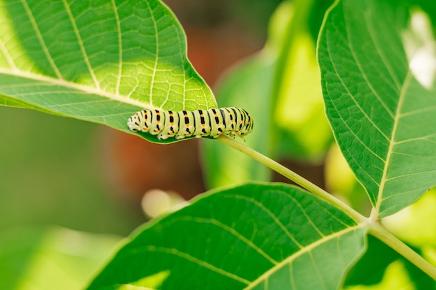 Small green caterpillar with black stripes and orange dots crawls actively along large green leaf of bush in garden