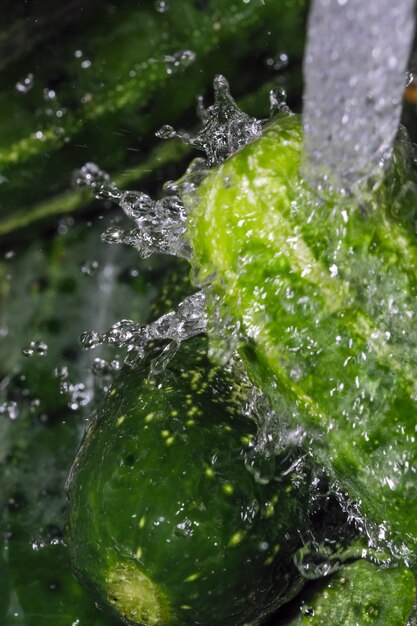 Small green cucumbers are washed under a stream of clean water close-up macro photography