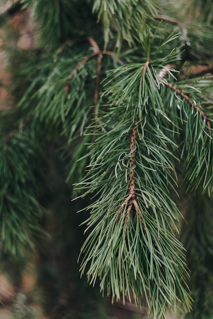 Small green fir trees in the Park close up
