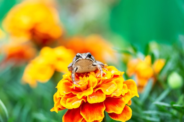 A small green frog is sitting on a beautiful flower