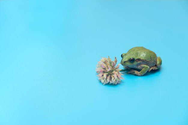 Small green frog with clover flower on blue background card with copy space