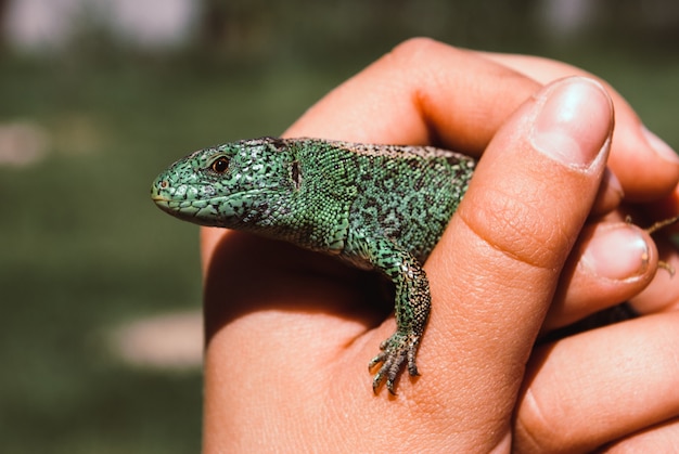 A small green garden lizard in a child's cam