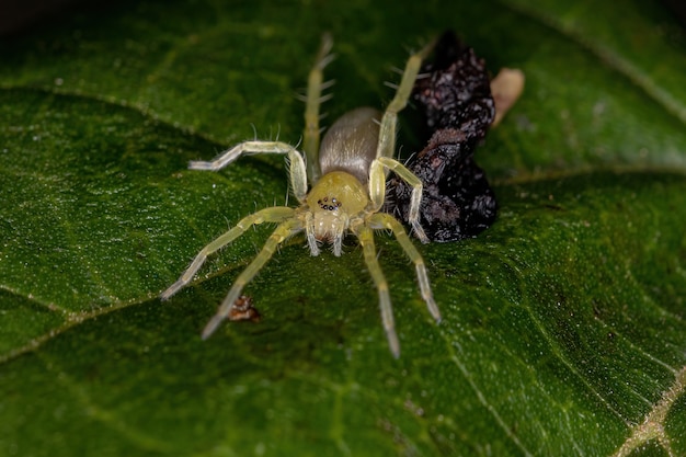 Маленький зеленый паук-призрак из семейства Anyphaenidae