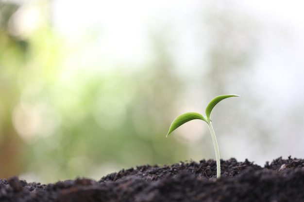 水滴のある小さな緑の成長植物