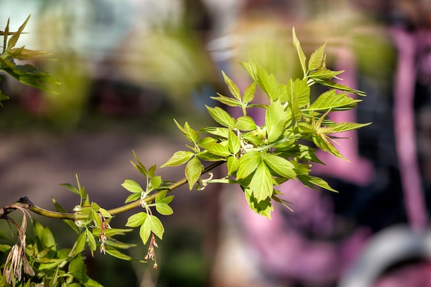 Small and green leaves on a branch on a sunny day