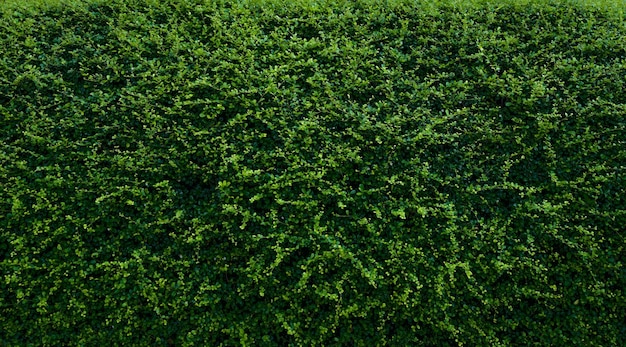 Small green leaves in hedge wall texture background Closeup green hedge plant in garden evergreen