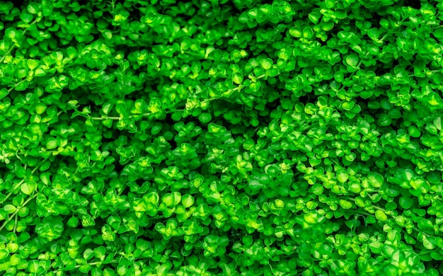 Foto piccole foglie verdi sullo sfondo con un bel disegno ambiente pulito pianta ornamentale
