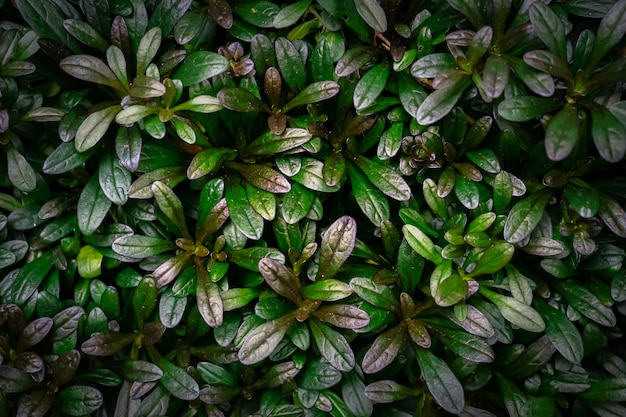 small green leaves texture