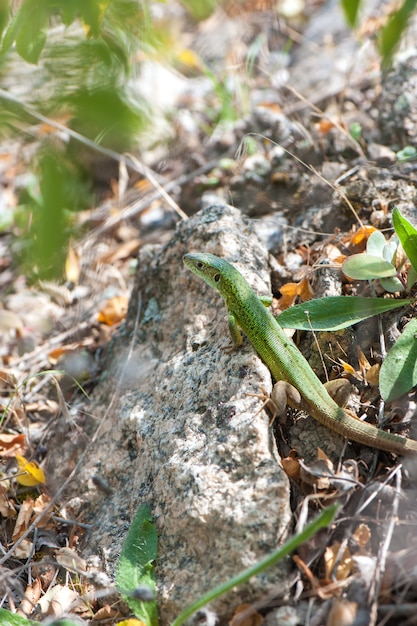 Small green lizard basking in the sun.