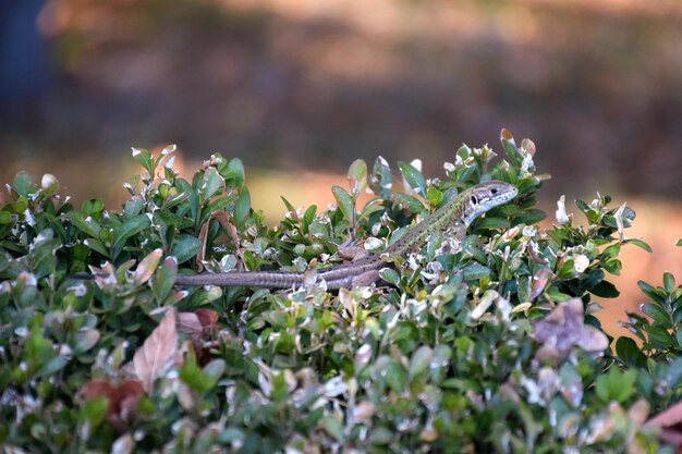 A small green lizard crawls on the grass. Photographed close-up