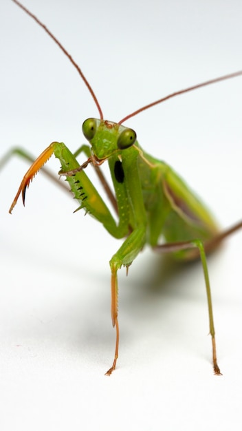 small green mantis on a light