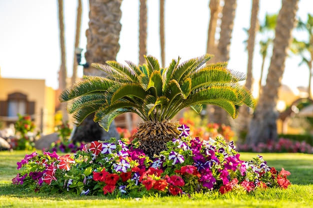 small green palm tree surrounded with bright blooming flowers growing on grass covered lawn