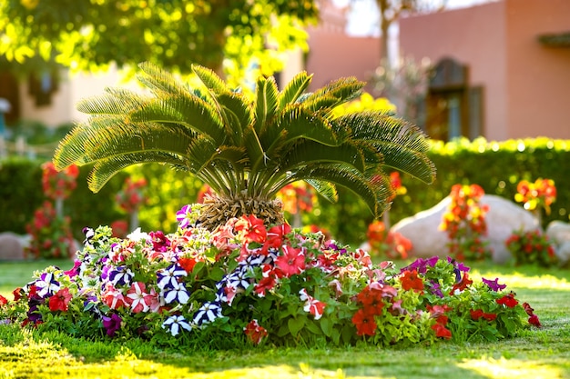 Small green palm tree surrounded with bright blooming flowers