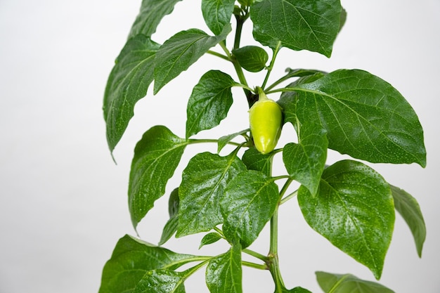 Small green pepper on the branch on a white background copy space for text gardening