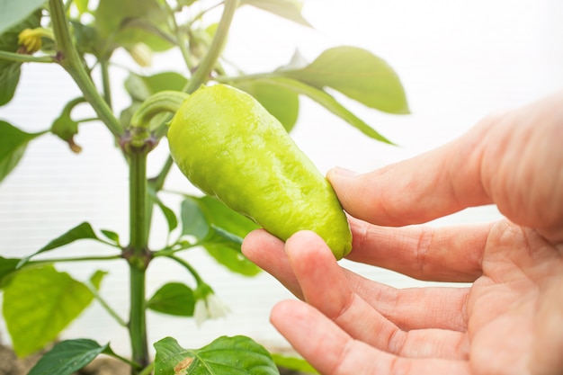 Small green pepper grows on a branch in a greenhouse.