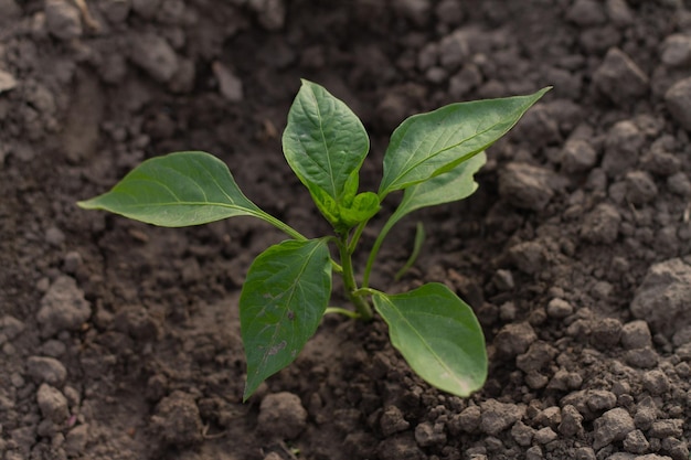 Small green pepper sprout in the garden