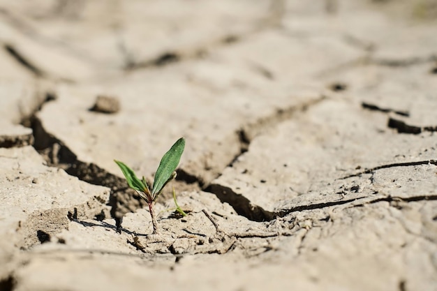 乾燥した甘やかされて育った地面にある小さな緑の植物干ばつ土壌の塩類化作物の失敗の概念生態系と生態系の幸福ソフトセレクティブフォーカス