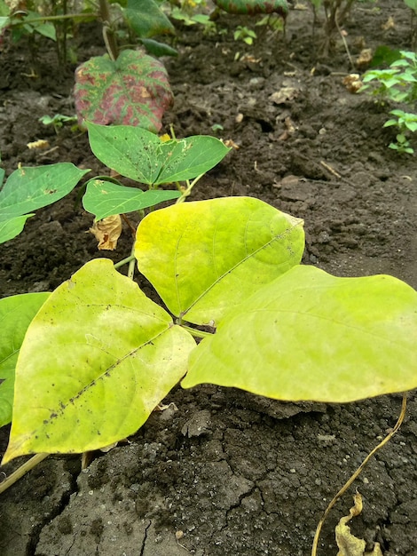 Small green plant in farm