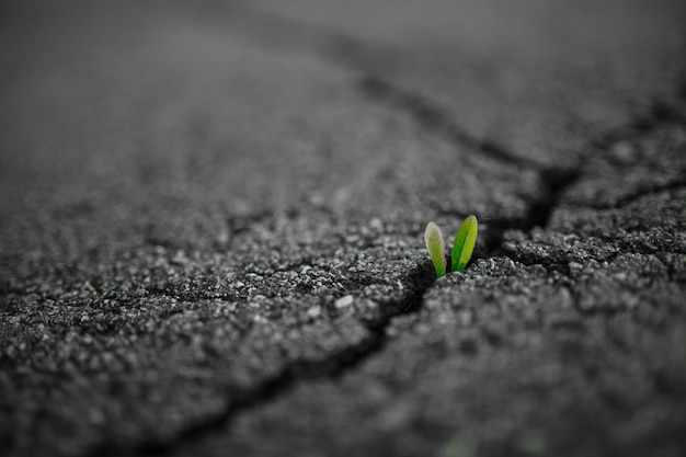 Una piccola pianta verde cresce attraverso il terreno urbano di asfalto pianta verde che cresce da crepe nell'asfalto su strada germoglio verde che cresce su crack street soft focus testo vuoto