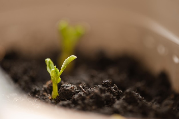 Small green plant sprout of domestic peas in flower pot at home closeup Houseplant growing in organic soil Beginning of new life and hope concept