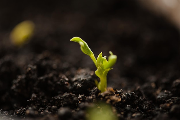 Small green plant sprout of domestic peas in flower pot at home\
closeup houseplant growing in organic soil beginning of new life\
and hope concept