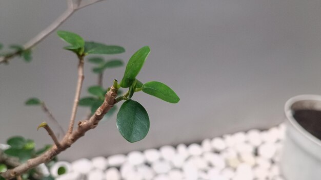 Foto una piccola pianta verde con una foglia verde.