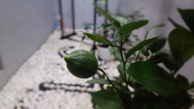 A small green plant with a small green plant in the middle