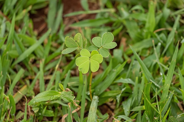 Small Green Plant