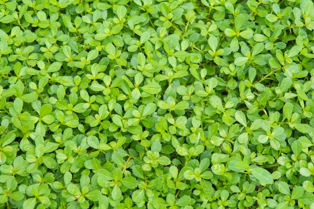 写真 小さな緑の植物。地面とそして背景に