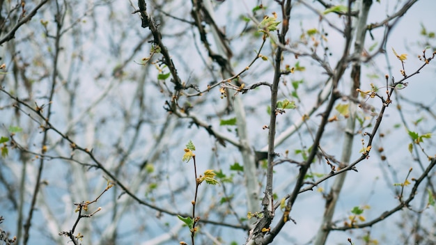 Small green spring leaves