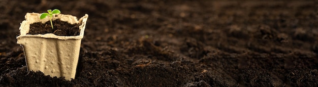 Маленький зеленый росток в торфяном горшке на фоне земли сажает растения весной в открытый грунт Концепция экоухода проращивает семена в торфяных горшках