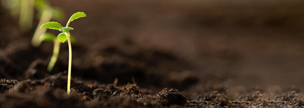 Photo small green sprouts in the ground seedlings for transplanting into fertile soil for organic farming and symbols for a new start in growing something planting seedlings of green plants in open ground