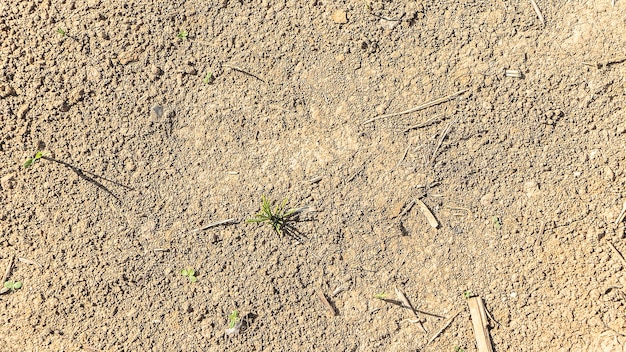 사진 마른 들판 토양에서 자라는 작은 녹색 새싹 상위 뷰 프리미엄 사진