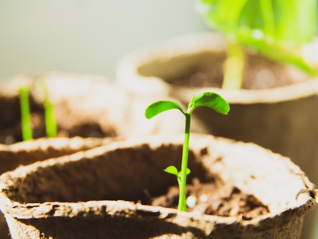 Small green sprouts of a plant in the ground closeup