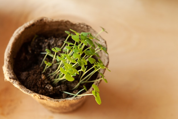 Small green sprouts in pot close up