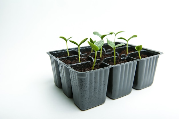 small green sprouts in a pots