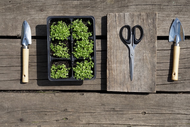 Small green tobacco seedling    in plastic pots  and a steel shovel, pair of scissors on rustic wooden background.