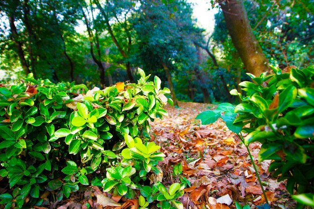 Photo small green trees in the forest