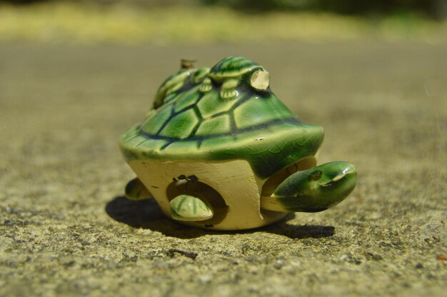 Photo small green turtle