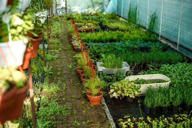 A small greenhouse for growing plants, bushes and flowers. Domestic co-farming in the home area