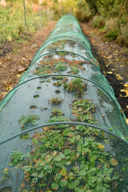 A Small greenhouse strawberries in a garden