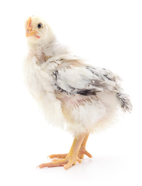 Photo small grey chicken isolated on white background